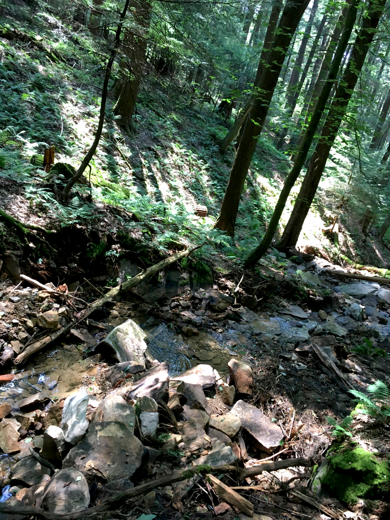 2Old-growth forest at Cook Forest State Park.jpg