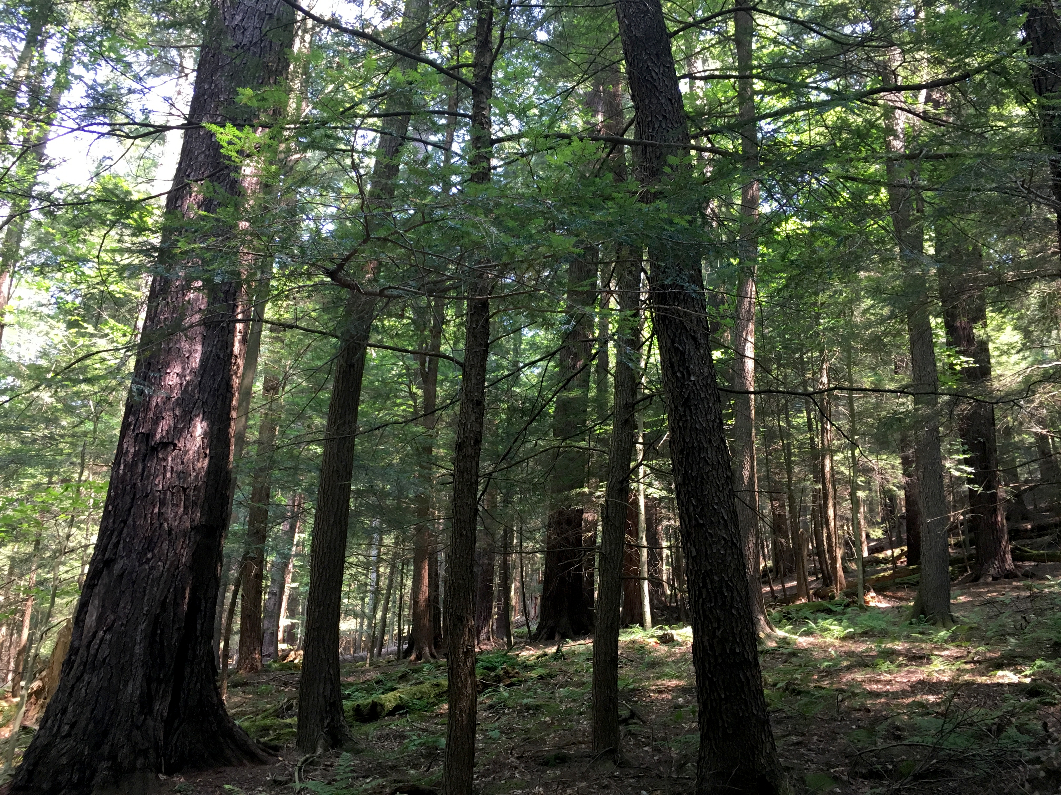 3Old-growth forest at Cook Forest State Park.JPG