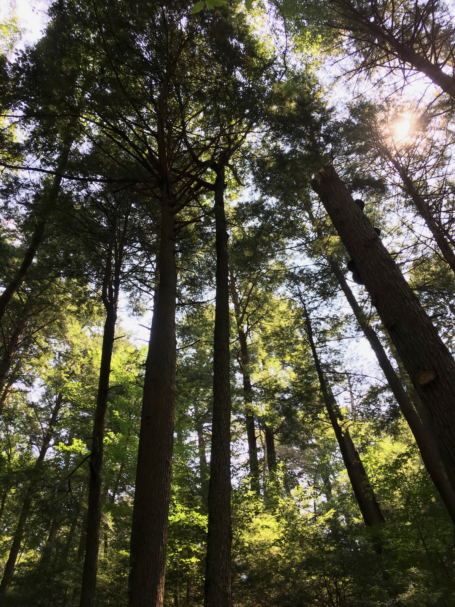 5Old-growth forest at Cook Forest State Park.jpg