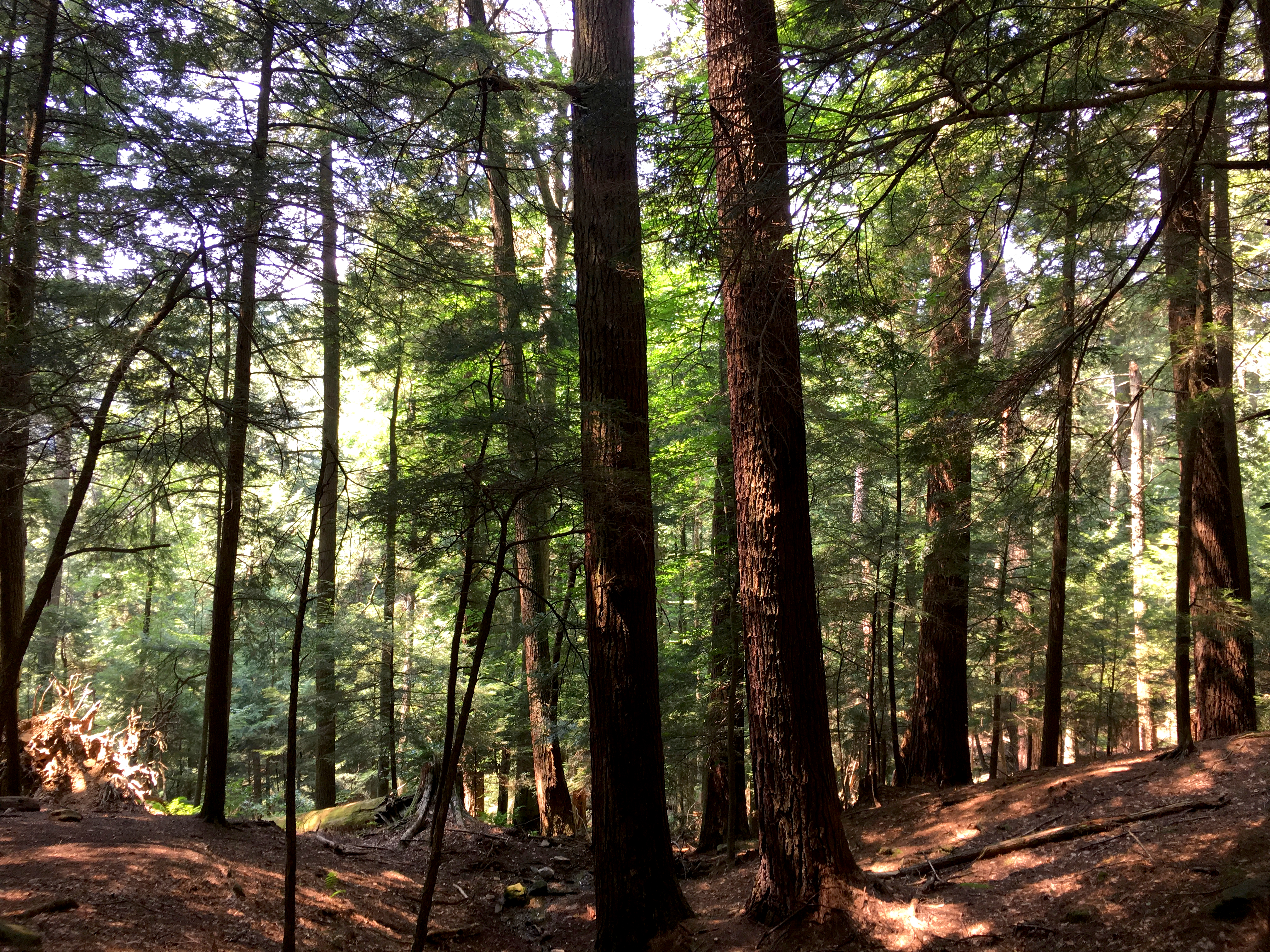 6Old-growth forest at Cook Forest State Park.JPG