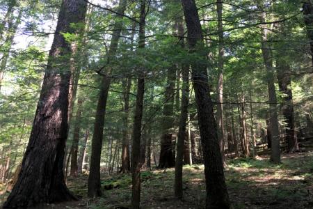 3Old-growth forest at Cook Forest State Park