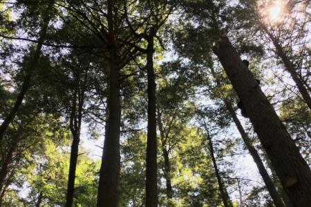 5Old-growth forest at Cook Forest State Park
