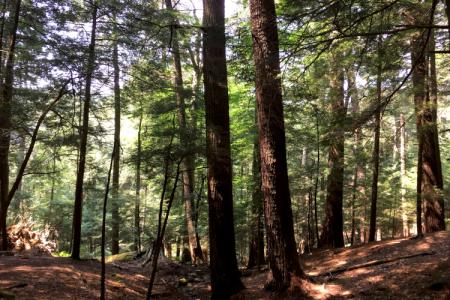 6Old-growth forest at Cook Forest State Park