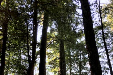 7Old-growth forest at Cook Forest State Park