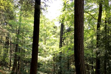 8Old-growth forest at Cook Forest State Park